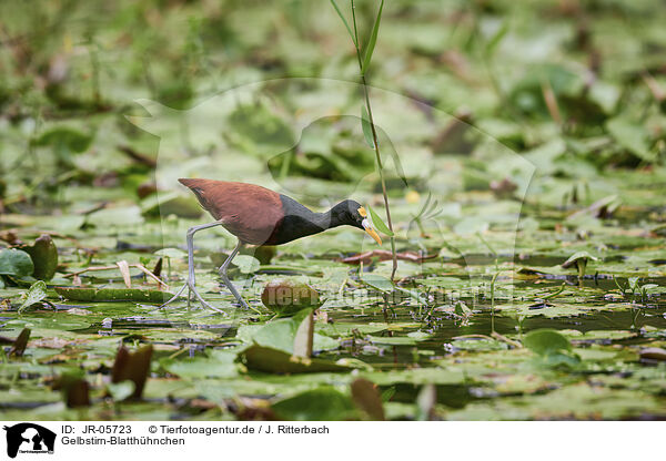 Gelbstirn-Blatthhnchen / northern jacana / JR-05723