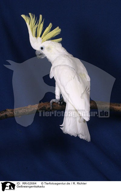 Gelbwangenkakadu / Cockatoo / RR-02684