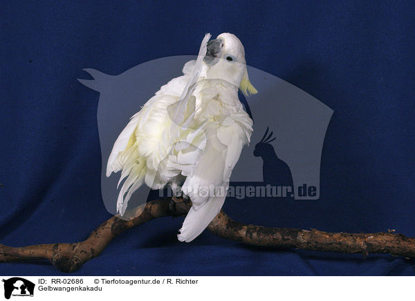 Gelbwangenkakadu / Cockatoo / RR-02686