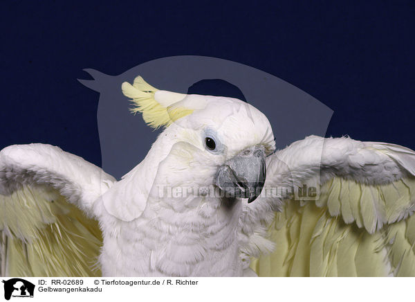 Gelbwangenkakadu / Cockatoo / RR-02689