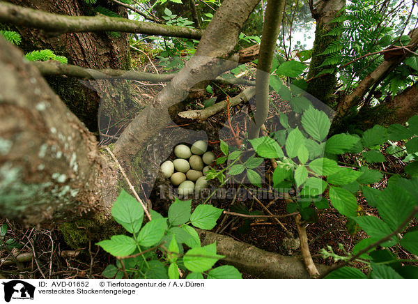 verstecktes Stockentengelege / clutch of eggs / AVD-01652