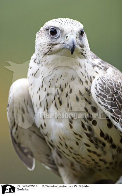 Gerfalke / gyrfalcon / WS-02518