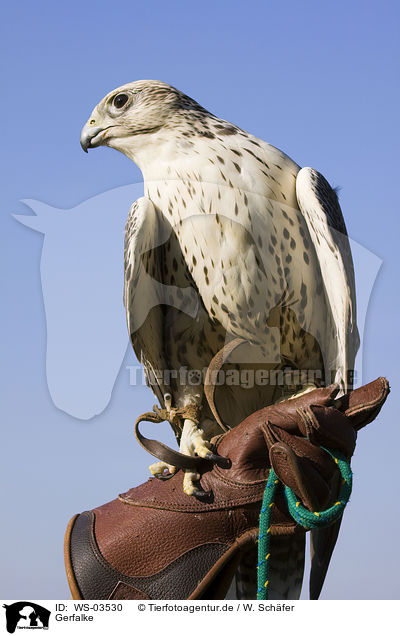Gerfalke / WS-03530
