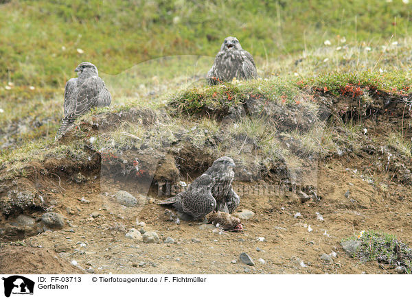 Gerfalken / gyrfalcons / FF-03713