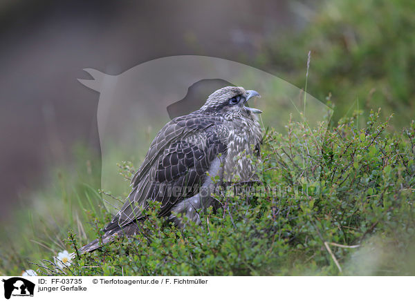 junger Gerfalke / FF-03735