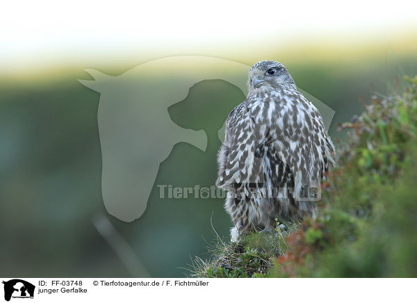 junger Gerfalke / young gyrfalcon / FF-03748