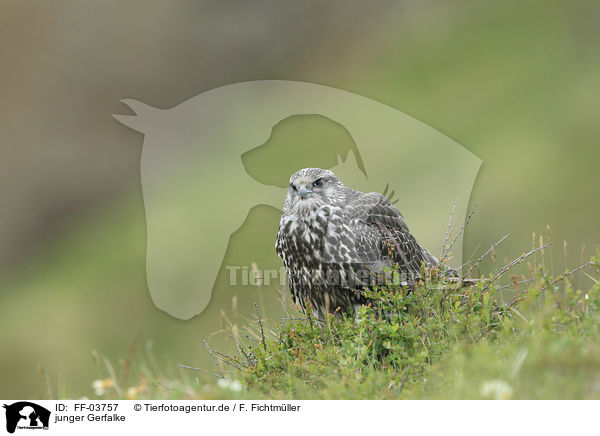 junger Gerfalke / young gyrfalcon / FF-03757