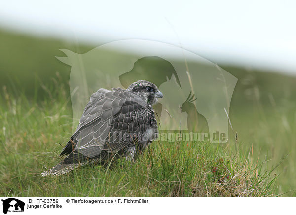 junger Gerfalke / young gyrfalcon / FF-03759