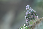 junger Gerfalke