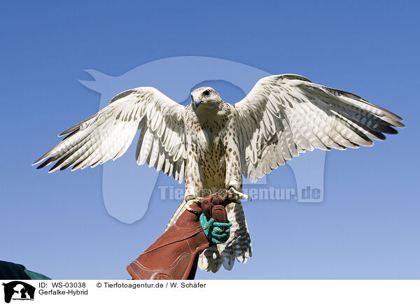 Gerfalke-Hybrid / gyrfalcon-hybrid / WS-03038