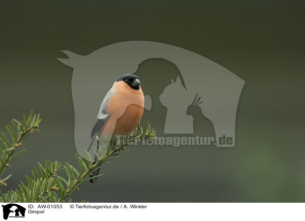 Gimpel / Eurasian bullfinch / AW-01053