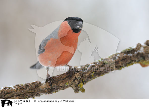 Gimpel / bullfinch / DV-02121