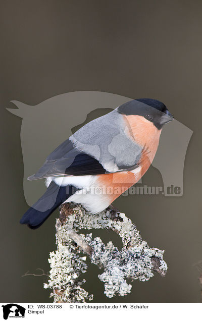 Gimpel / Eurasian bullfinch / WS-03788