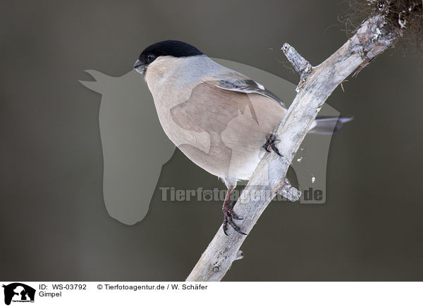 Gimpel / Eurasian bullfinch / WS-03792