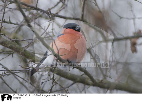 Gimpel / bullfinch / THA-03311