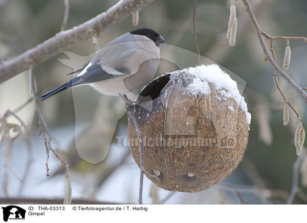 Gimpel / bullfinch / THA-03313