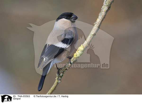 Gimpel / Eurasian bullfinch / THA-05583