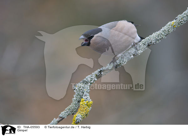 Gimpel / Eurasian bullfinch / THA-05593