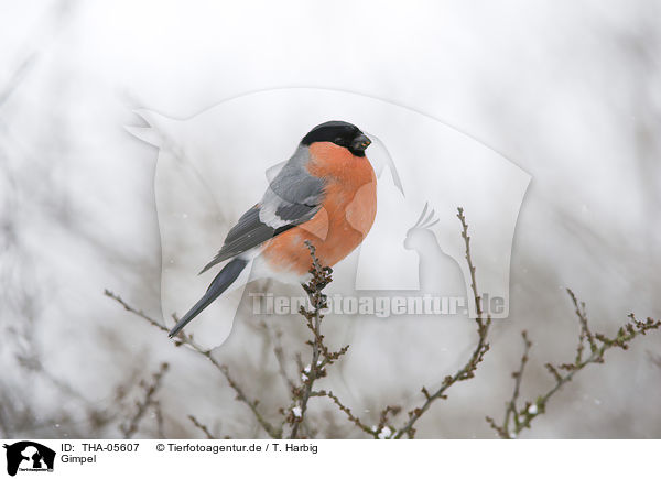 Gimpel / Eurasian bullfinch / THA-05607