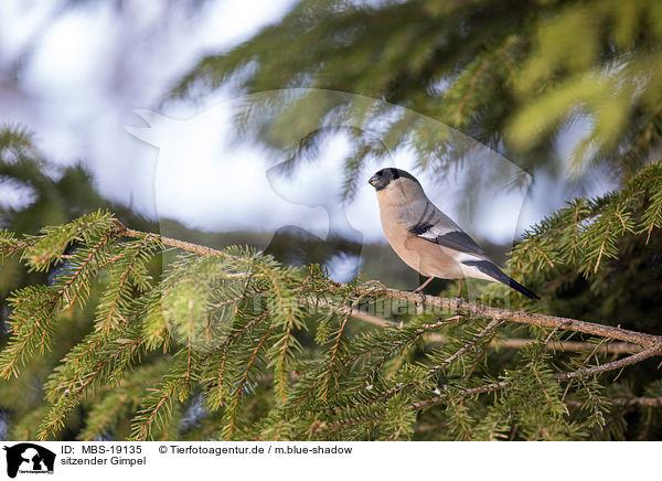 sitzender Gimpel / sitting Bullfinch / MBS-19135