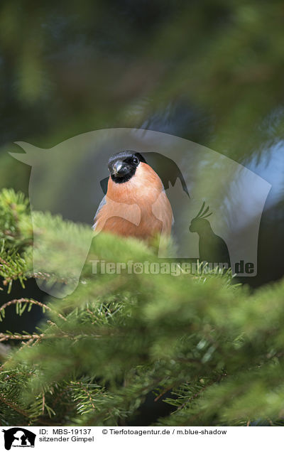sitzender Gimpel / sitting Bullfinch / MBS-19137