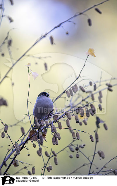 sitzender Gimpel / sitting Bullfinch / MBS-19157