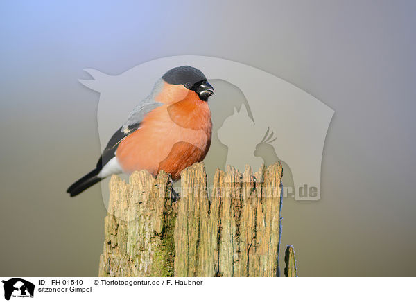 sitzender Gimpel / sitting Bullfinch / FH-01540