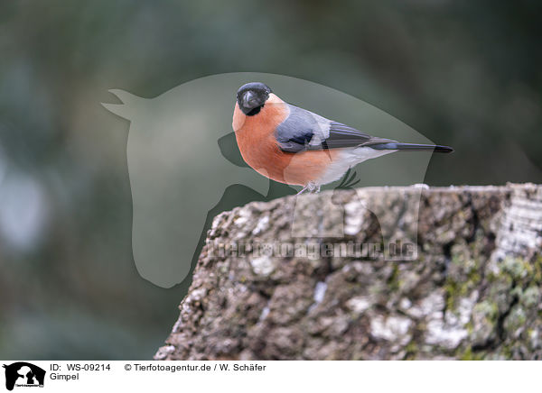 Gimpel / Eurasian bullfinch / WS-09214