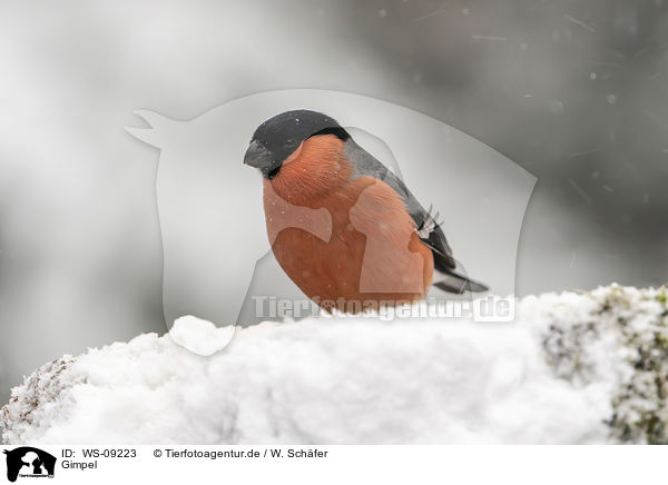 Gimpel / Eurasian bullfinch / WS-09223