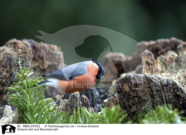 Gimpel sitzt auf Baumstumpf / Bullfinch sitting on tree stump / MBS-25452