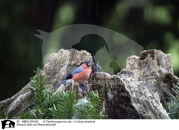 Gimpel sitzt auf Baumstumpf / Bullfinch sitting on tree stump / MBS-25456