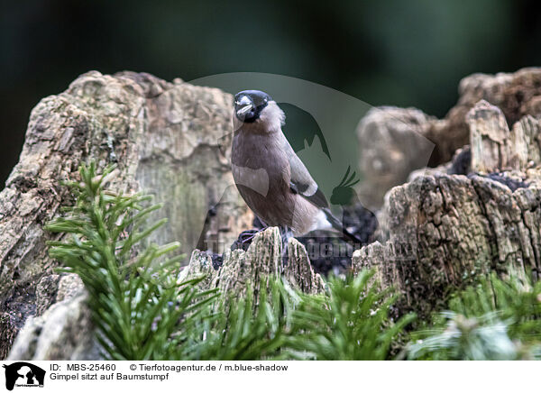 Gimpel sitzt auf Baumstumpf / Bullfinch sitting on tree stump / MBS-25460