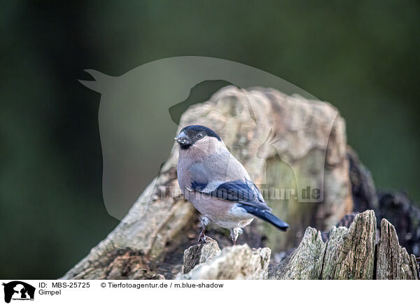 Gimpel / bullfinch / MBS-25725