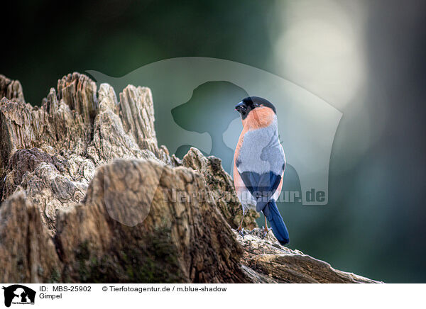 Gimpel / Eurasian bullfinch / MBS-25902