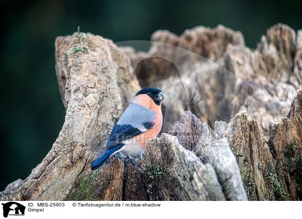 Gimpel / Eurasian bullfinch / MBS-25903