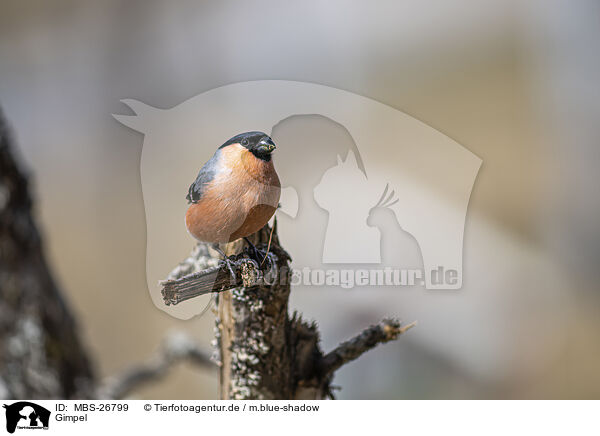 Gimpel / Eurasian bullfinch / MBS-26799