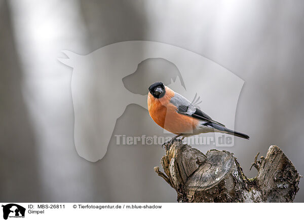 Gimpel / Eurasian bullfinch / MBS-26811