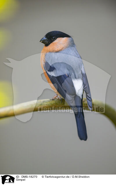 Gimpel / bullfinch / DMS-18270