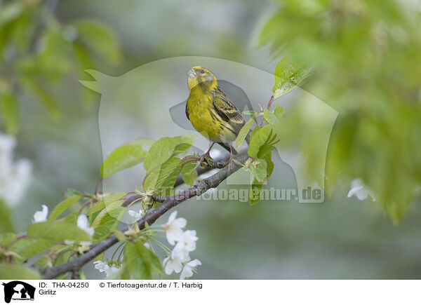 Girlitz / european serin / THA-04250