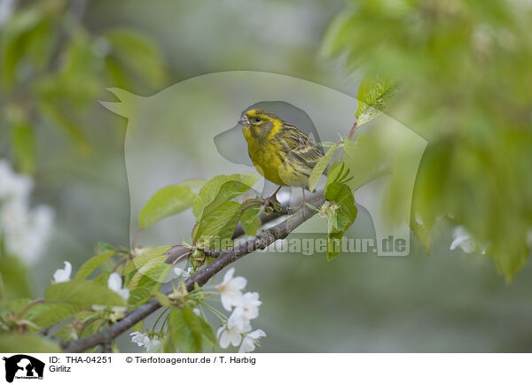 Girlitz / european serin / THA-04251