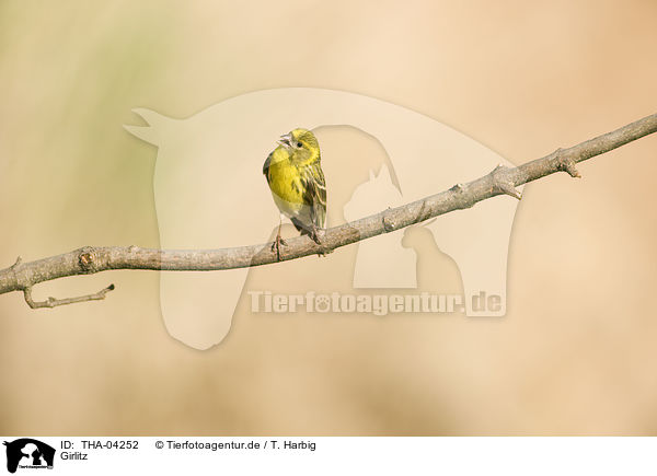 Girlitz / european serin / THA-04252