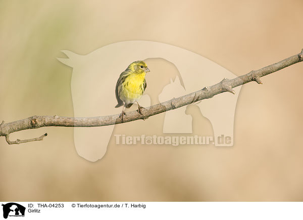 Girlitz / european serin / THA-04253