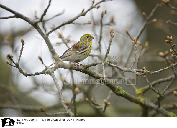 Girlitz / european serin / THA-05611