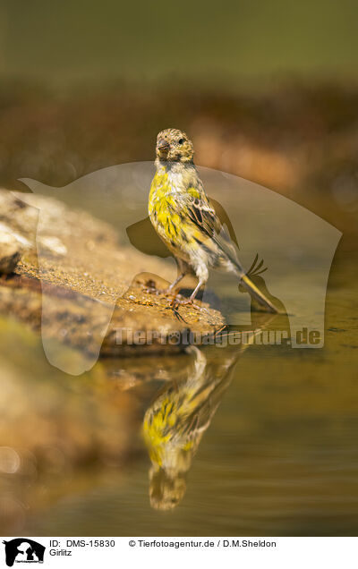 Girlitz / serin finch / DMS-15830