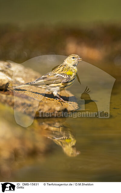 Girlitz / serin finch / DMS-15831