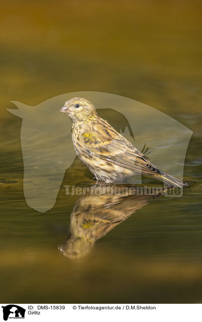 Girlitz / serin finch / DMS-15839