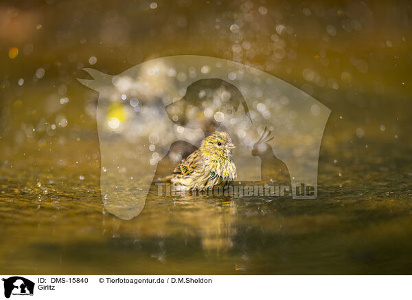 Girlitz / serin finch / DMS-15840