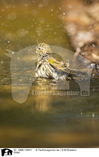Girlitz / serin finch / DMS-15841