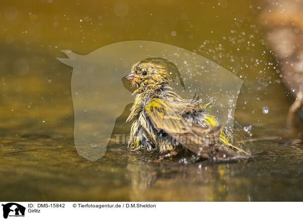 Girlitz / serin finch / DMS-15842