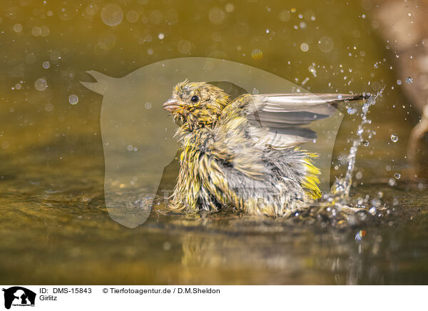 Girlitz / serin finch / DMS-15843